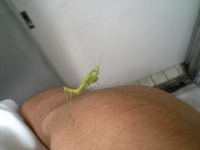 カマキリの幼虫 2006/07/20 01:14:58