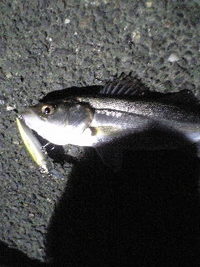 ポセイドン 2006/01/13 23:49:05