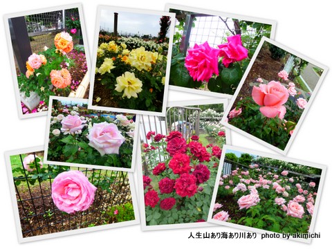 雨のバラ園鑑賞