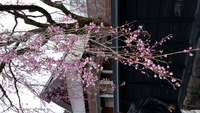 角館　桜まつり　開花状況 2013/05/05 09:14:51