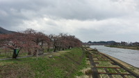 角館　桜まつり　開花状況 2013/05/05 10:01:51