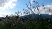 仙石原すすき 2011/10/09 16:59:35