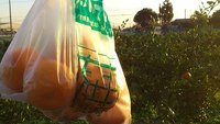 みかん狩り 2011/11/17 15:51:22