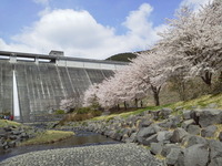 お花見キャンプより帰宅！