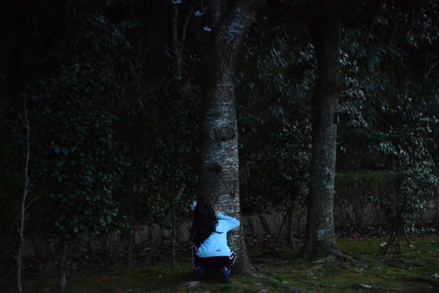 夕暮れの桜