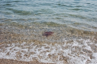 須磨海岸でクラゲとアイナメ