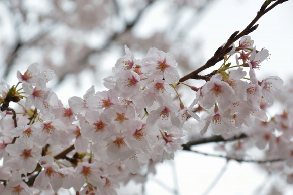雨上がりの桜サイクリング