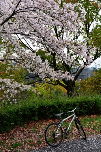 雨上がりの桜サイクリング