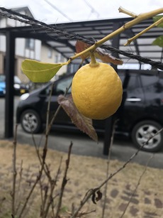 冬眠中・・・