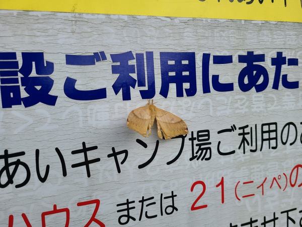 秋 新規開拓キャンプ場 秋 新規開拓キャンプ場