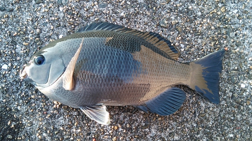 釣り初め　2017年
