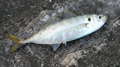 2015 SW釣行１　候補に復活？編