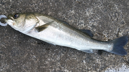 2015 SW釣行１　候補に復活？編