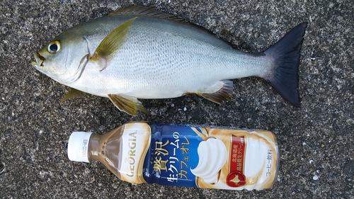 2015 SW釣行１　候補に復活？編