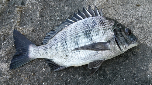 2015 SW釣行１　候補に復活？編