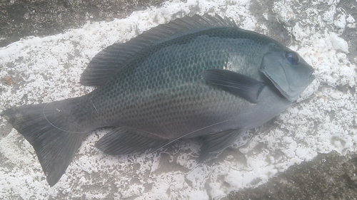 2015 SW釣行１　候補に復活？編