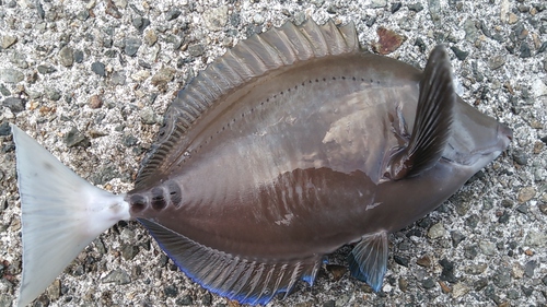 2016年　納釣までの軌跡