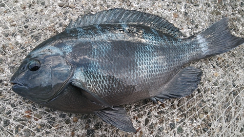 2016年　納釣までの軌跡