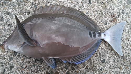 2016年　納釣までの軌跡