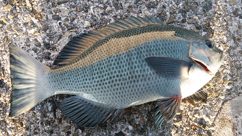 2016年　納釣までの軌跡