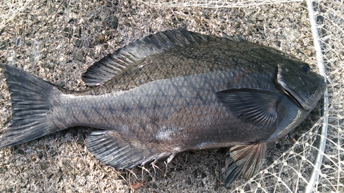 2016年　納釣までの軌跡