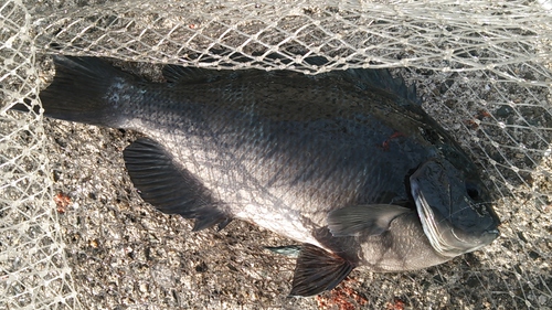 釣り初め　2017年