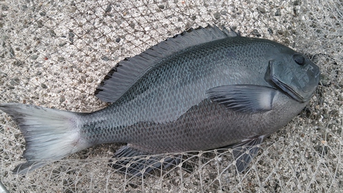 釣り初め　2017年