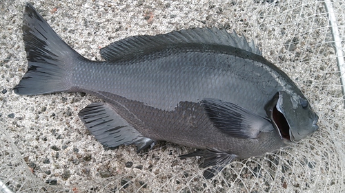 釣り初め　2017年