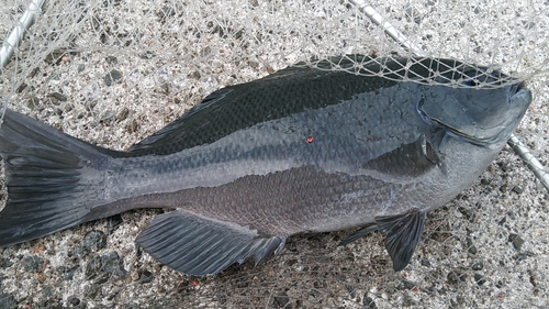 釣り初め　2017年