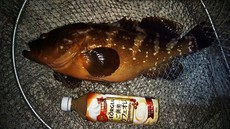 夜釣りの季節 2018/06/24 20:23:00