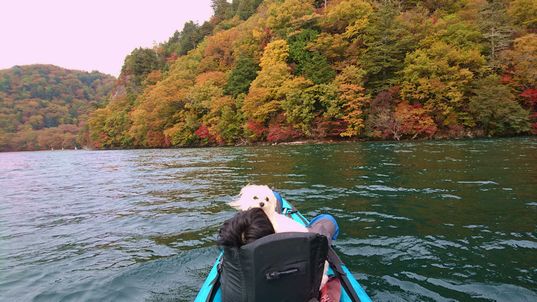 紅葉ピーク！中禅寺湖。