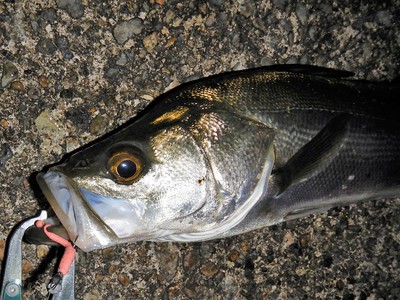 仕事始め後の釣り始め