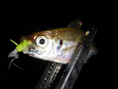 ちょっとずつ魚っ気が出てきました