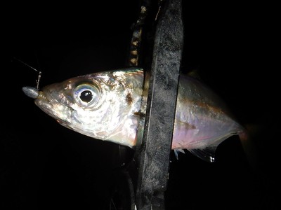 ちょっとずつ魚っ気が出てきました