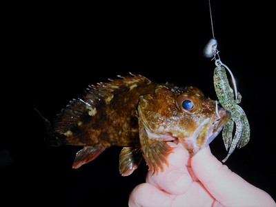 中央部も魚っ気が出てきました