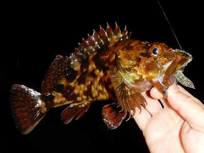 中央部も魚っ気が出てきました