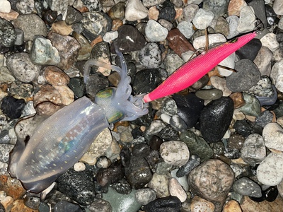 今日も魚を狙ってみました