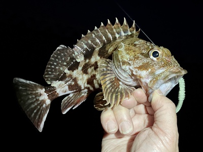 釣れて良かった