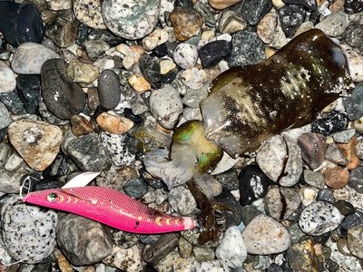 今日も魚を狙ってみました