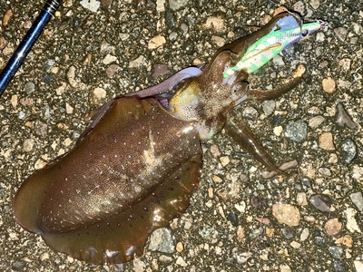 ボウズかと思いましたが
