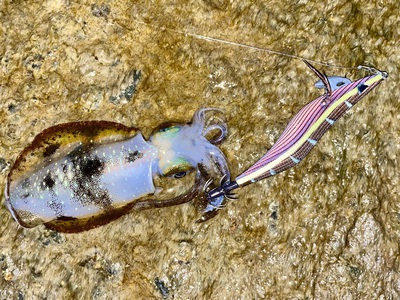 これはなかなか釣れません
