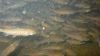 　　アマゴ稚魚放流☆敢行予定