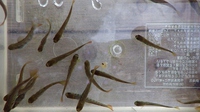 　アマゴ稚魚飼育その後...