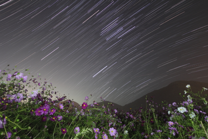 コスモスと星空