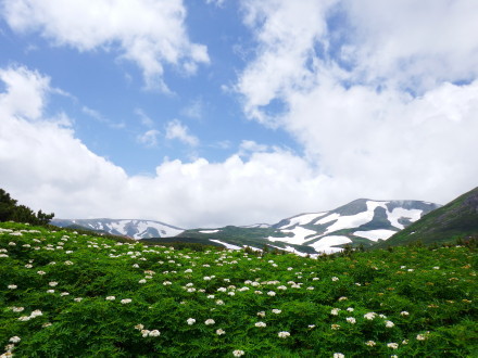 お花畑にイ・ク・ワ・ヨ～！ 一人旅♪