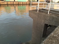 シーバス釣り始めました！
