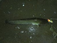 逃がした魚は・・・（NMZ 2014.5.11）