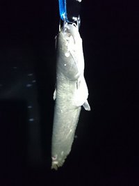 T川で・・・