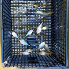 たなご釣り（2022.5.28）
