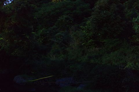 豊田の蛍祭り